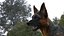 German Shepherd RIGGED