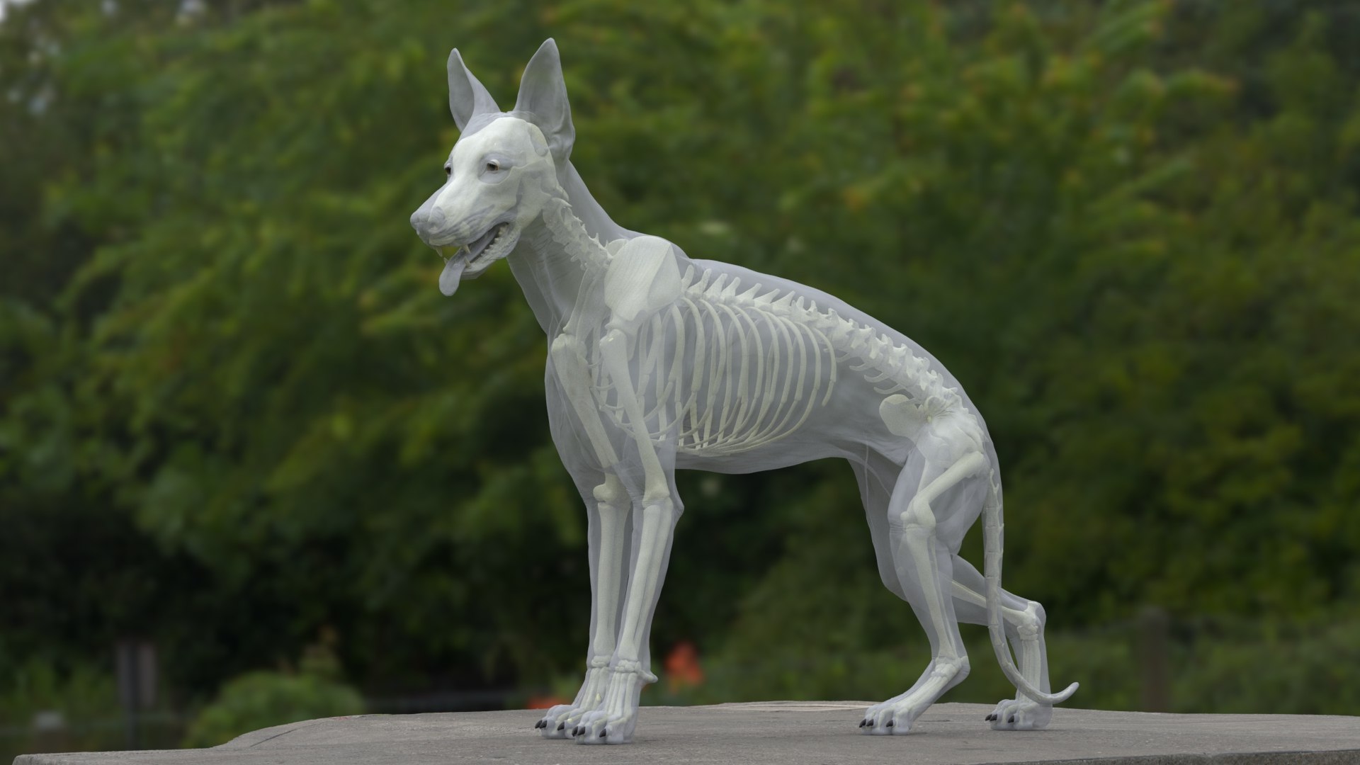 German Shepherd RIGGED model https://p.turbosquid.com/ts-thumb/wV/zbpjQT/V2/bodyskel1/jpg/1717250307/1920x1080/fit_q87/4854000dbe2333cd6ca116f607d4513ab96a0970/bodyskel1.jpg