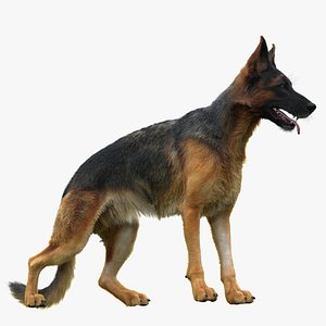 German Shepherd RIGGED model