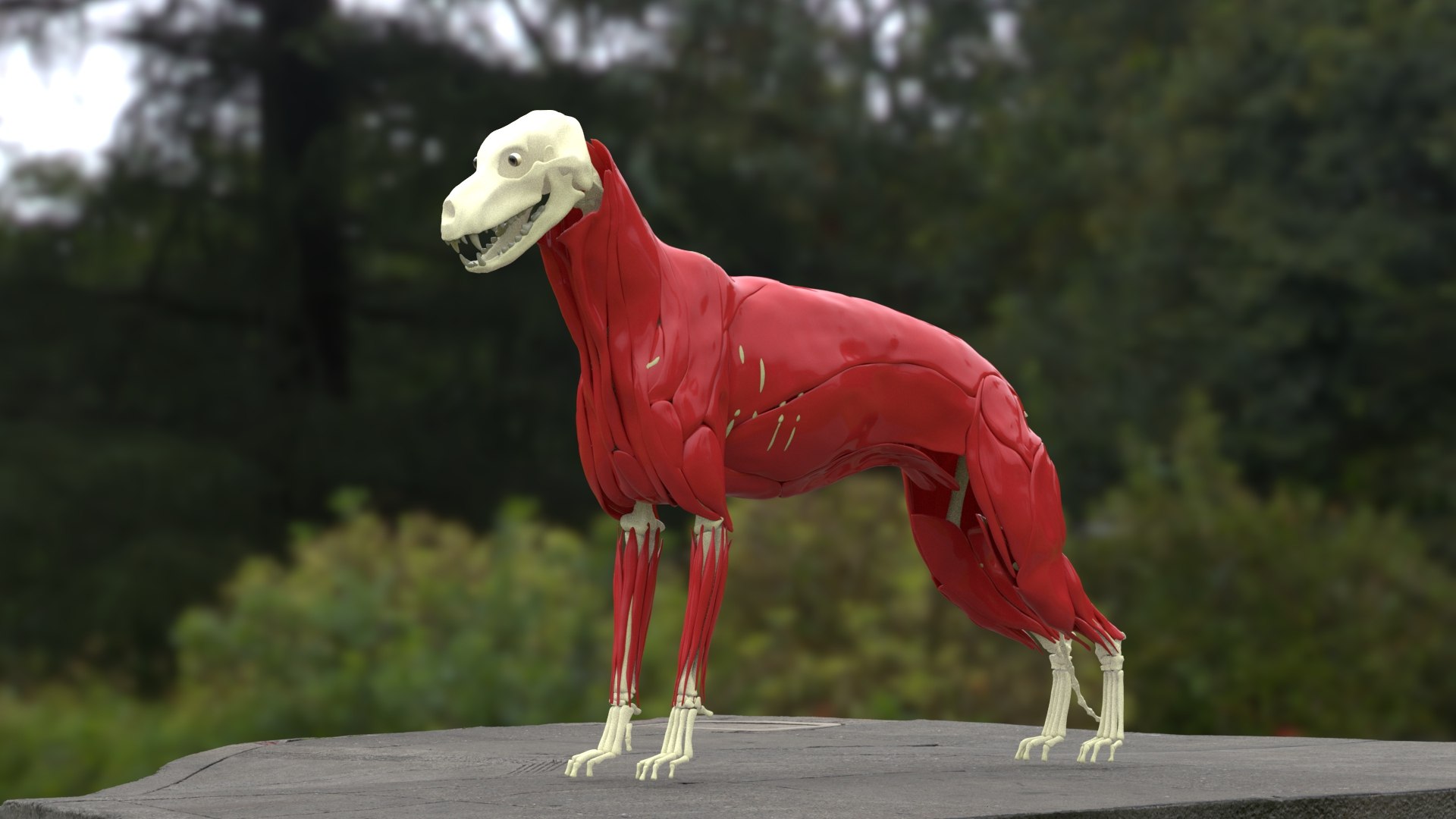 German Shepherd RIGGED model https://p.turbosquid.com/ts-thumb/wV/zbpjQT/f0/skelmus1/jpg/1717250521/1920x1080/fit_q87/40eccba01f4f690add8a3778185ecbad6274fbf6/skelmus1.jpg
