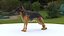 German Shepherd RIGGED