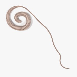 whipworm trichuris trichiura 3d model