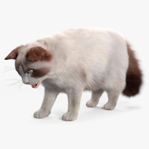 modelo 3d Ragdoll de gato con pelo montado para Maya - TurboSquid 2471092