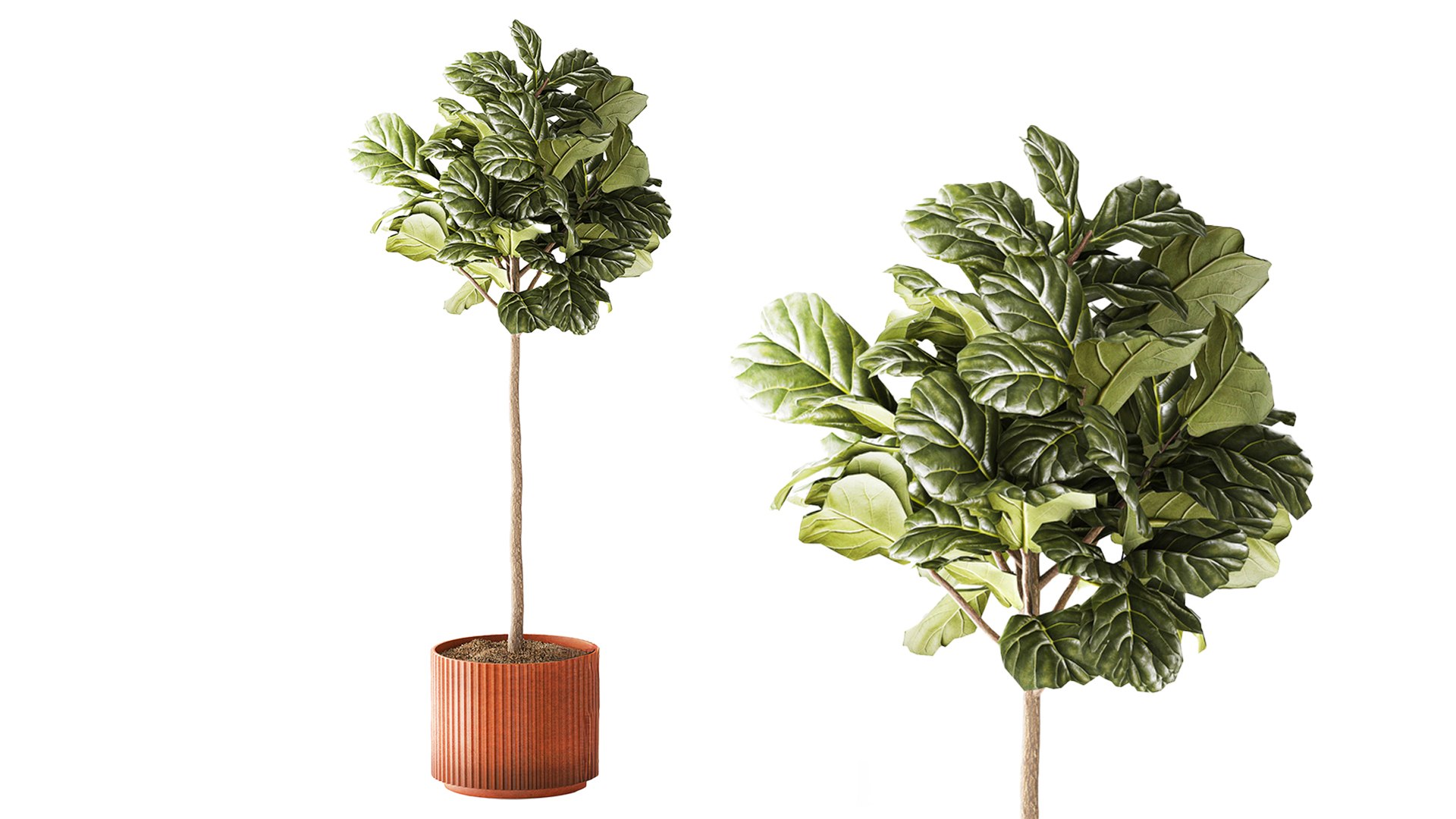 3D Ficus topiary 2810 3D MAX 2018 https://p.turbosquid.com/ts-thumb/wW/5HR7zE/I0/ficustopiary281004/jpg/1793207912/1920x1080/fit_q87/2bf0d7e423e72ed5e683c1f14d23350302ecc46e/ficustopiary281004.jpg
