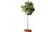 Topiario de ficus 2810 3D MAX 2018
