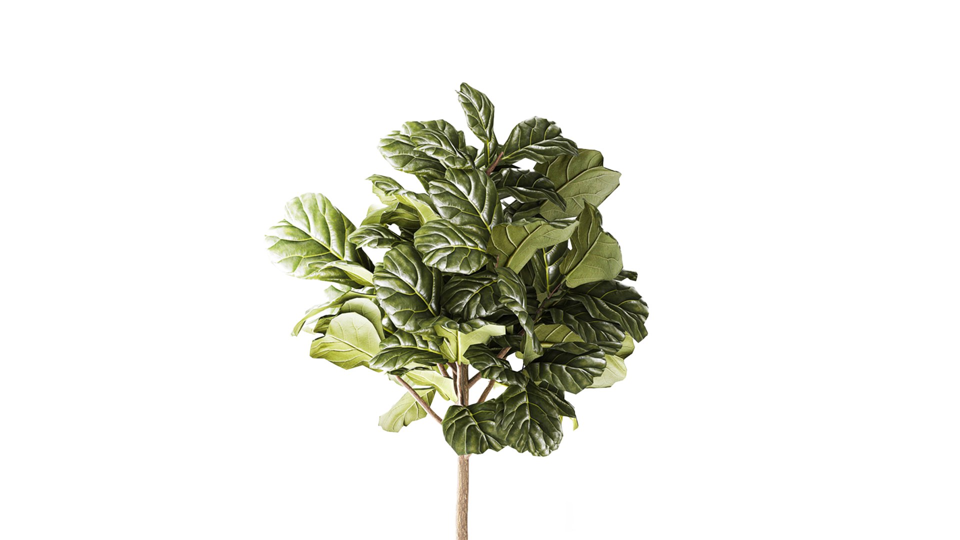 3D Ficus topiary 2810 3D MAX 2018 https://p.turbosquid.com/ts-thumb/wW/5HR7zE/aV/ficustopiary281002/jpg/1793207911/1920x1080/fit_q87/bceb50b35d3d84391458da44ad5b25b35e2203cd/ficustopiary281002.jpg