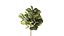 Topiario de ficus 2810 3D MAX 2018