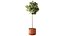 Topiario de ficus 2810 3D MAX 2018