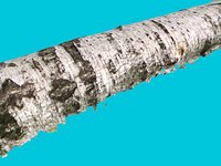 BARK 1 - Birch
