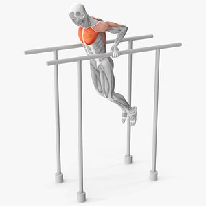Male Muscular System Chest Dip Animated Rigged for Maya