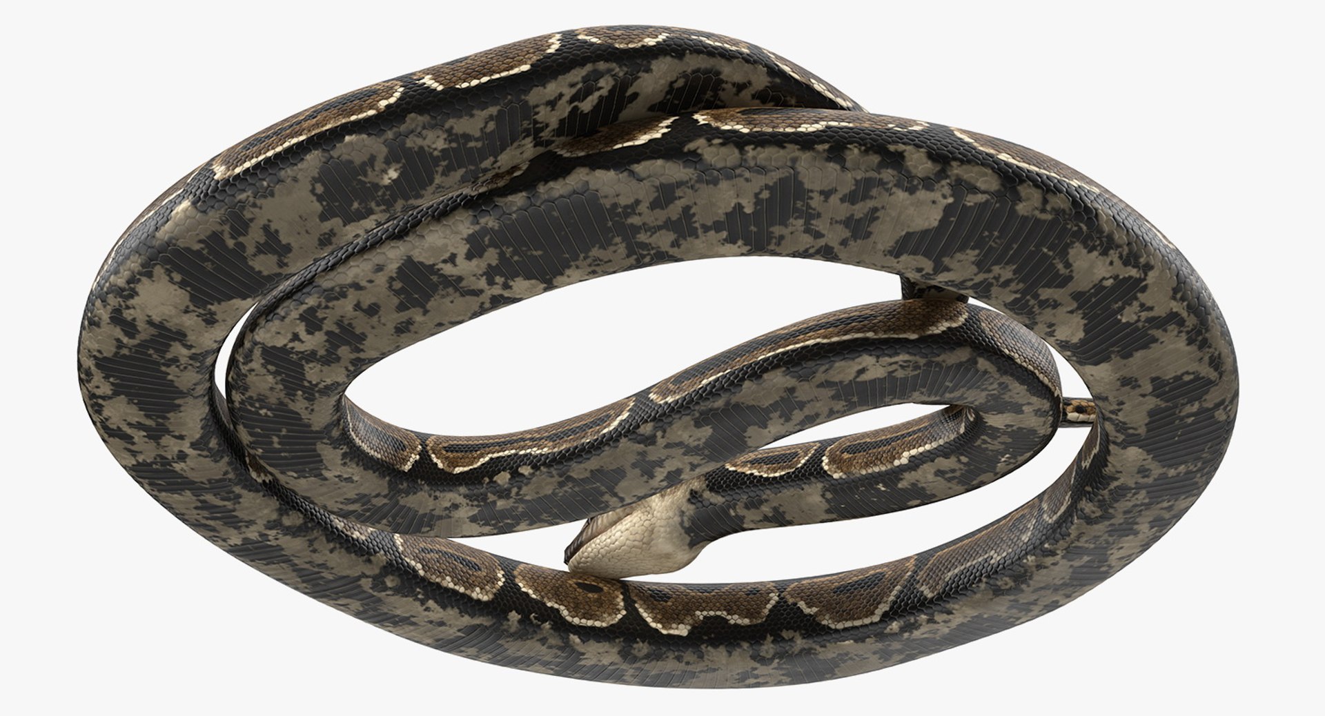 3D brown python snake curled model https://p.turbosquid.com/ts-thumb/wW/InOk74/7kQwLavB/brownpythonsnakecurledposec4dmodel009/jpg/1558816314/1920x1080/fit_q87/d66f2f2da1a077ae0ccc0d412fdcbfdb909a9c22/brownpythonsnakecurledposec4dmodel009.jpg