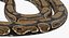 Brown Python Snake Curled pose