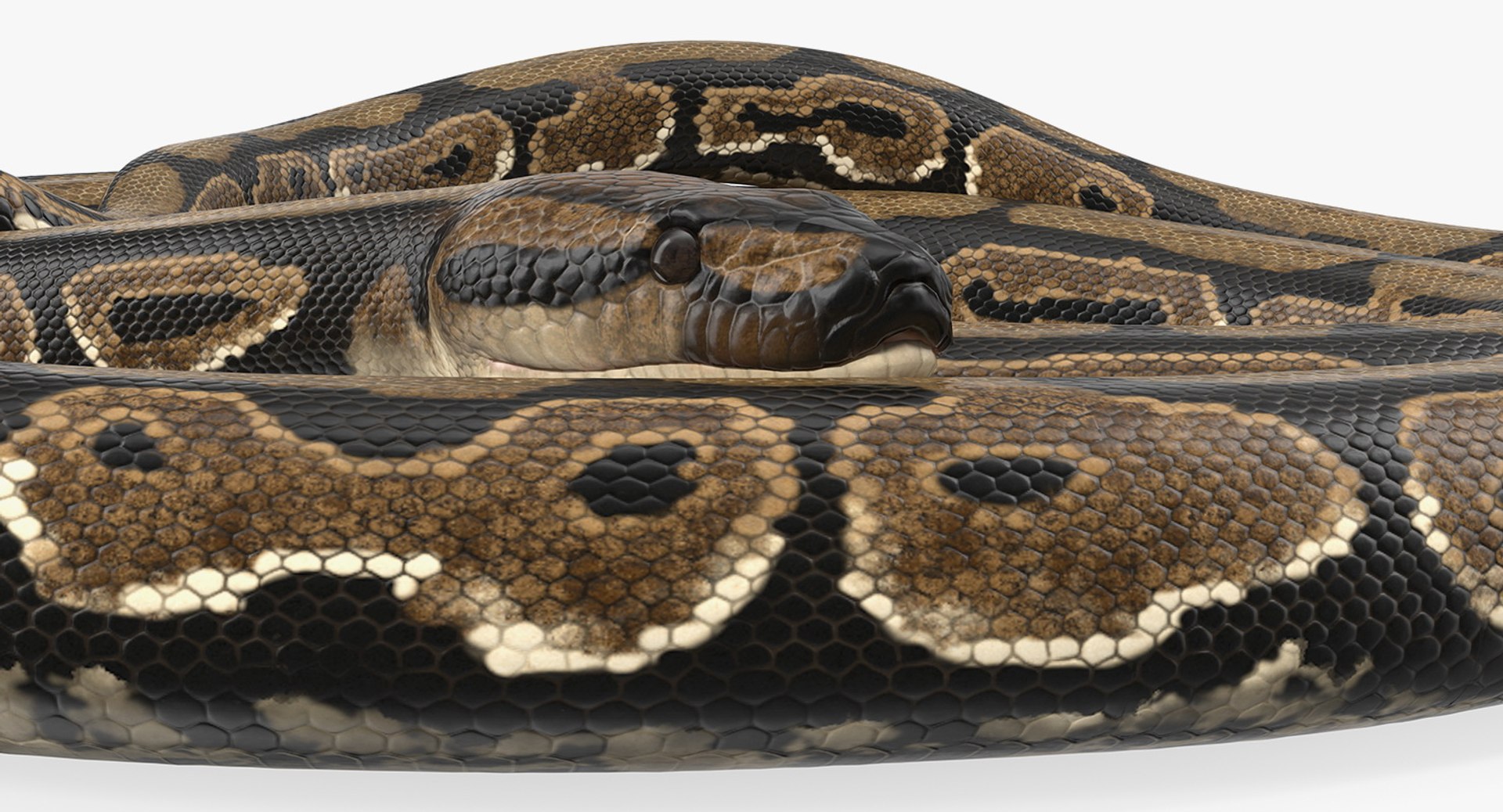 3D brown python snake curled model https://p.turbosquid.com/ts-thumb/wW/InOk74/Q8yWU96Y/brownpythonsnakecurledposec4dmodel006/jpg/1558816307/1920x1080/fit_q87/5cc3e4cdac3d88667919fed156c4fbbe5f8a377c/brownpythonsnakecurledposec4dmodel006.jpg