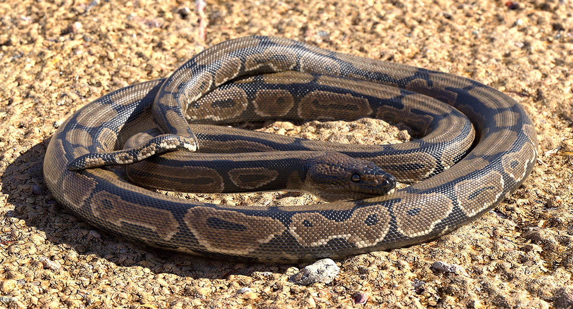 3D brown python snake curled model https://p.turbosquid.com/ts-thumb/wW/InOk74/dNCDujAd/brownpythonsnakecurledposec4dmodel002/jpg/1558816295/1920x1080/fit_q87/2486c8c5ff34dc21905cc134707a32f50de36f9a/brownpythonsnakecurledposec4dmodel002.jpg