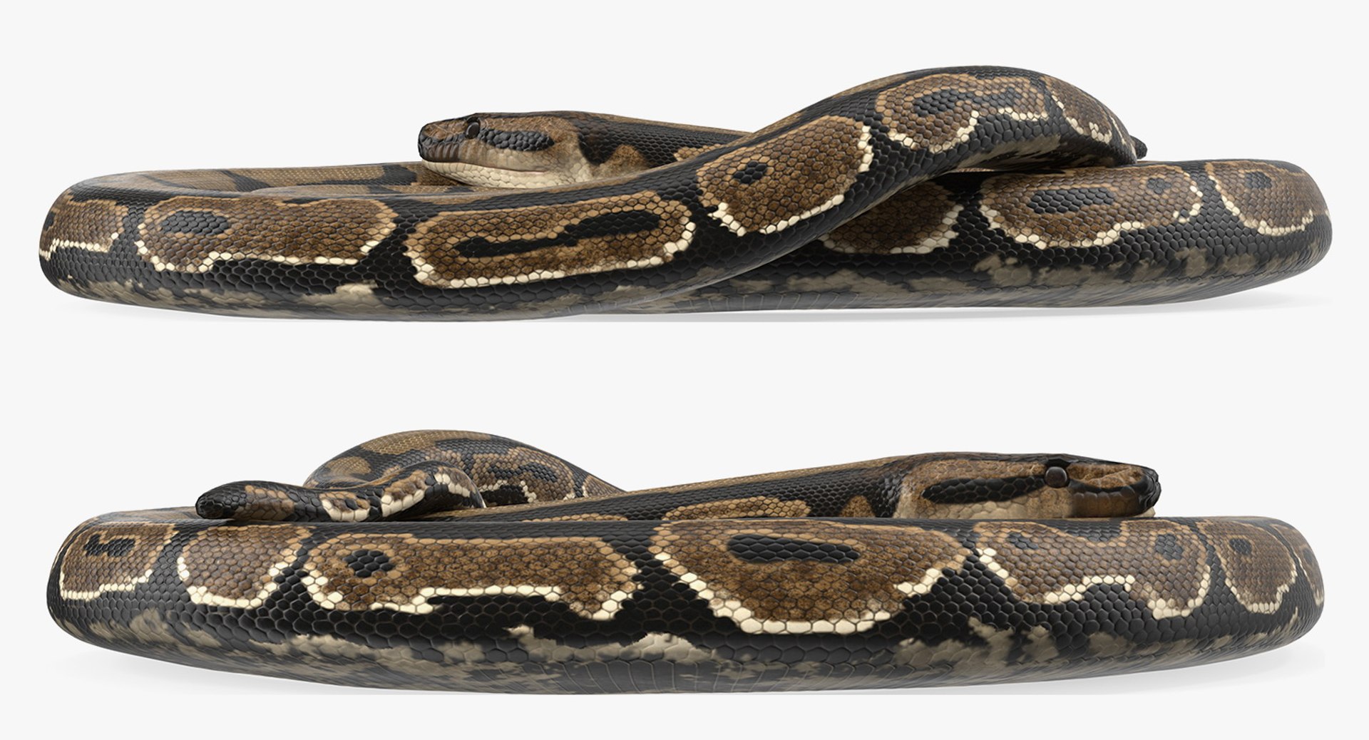 3D brown python snake curled model https://p.turbosquid.com/ts-thumb/wW/InOk74/hqy0uUxs/brownpythonsnakecurledposec4dmodel004/jpg/1558816301/1920x1080/fit_q87/ebdeb49d55f257692f32694b77757663b0d78525/brownpythonsnakecurledposec4dmodel004.jpg