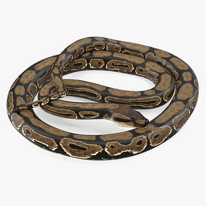 3D brown python snake curled model