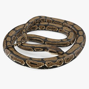 Brown Python Snake Curled pose