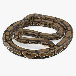 Brown Python Snake Curled pose