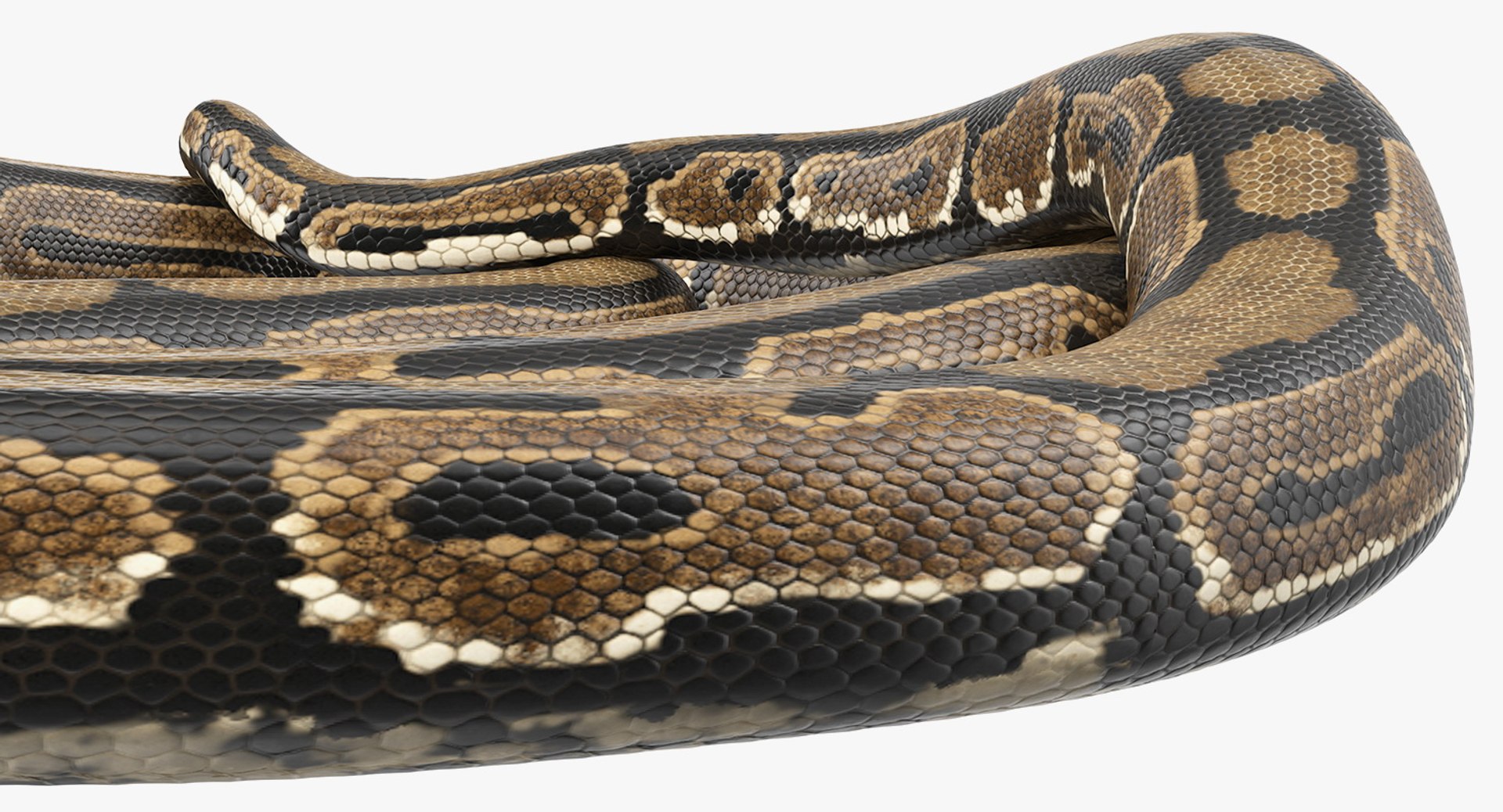 3D brown python snake curled model https://p.turbosquid.com/ts-thumb/wW/InOk74/stY7Zt3h/brownpythonsnakecurledposec4dmodel012/jpg/1558816322/1920x1080/fit_q87/ba5cd99fc9f831f8106f70bcc224e46e88334203/brownpythonsnakecurledposec4dmodel012.jpg