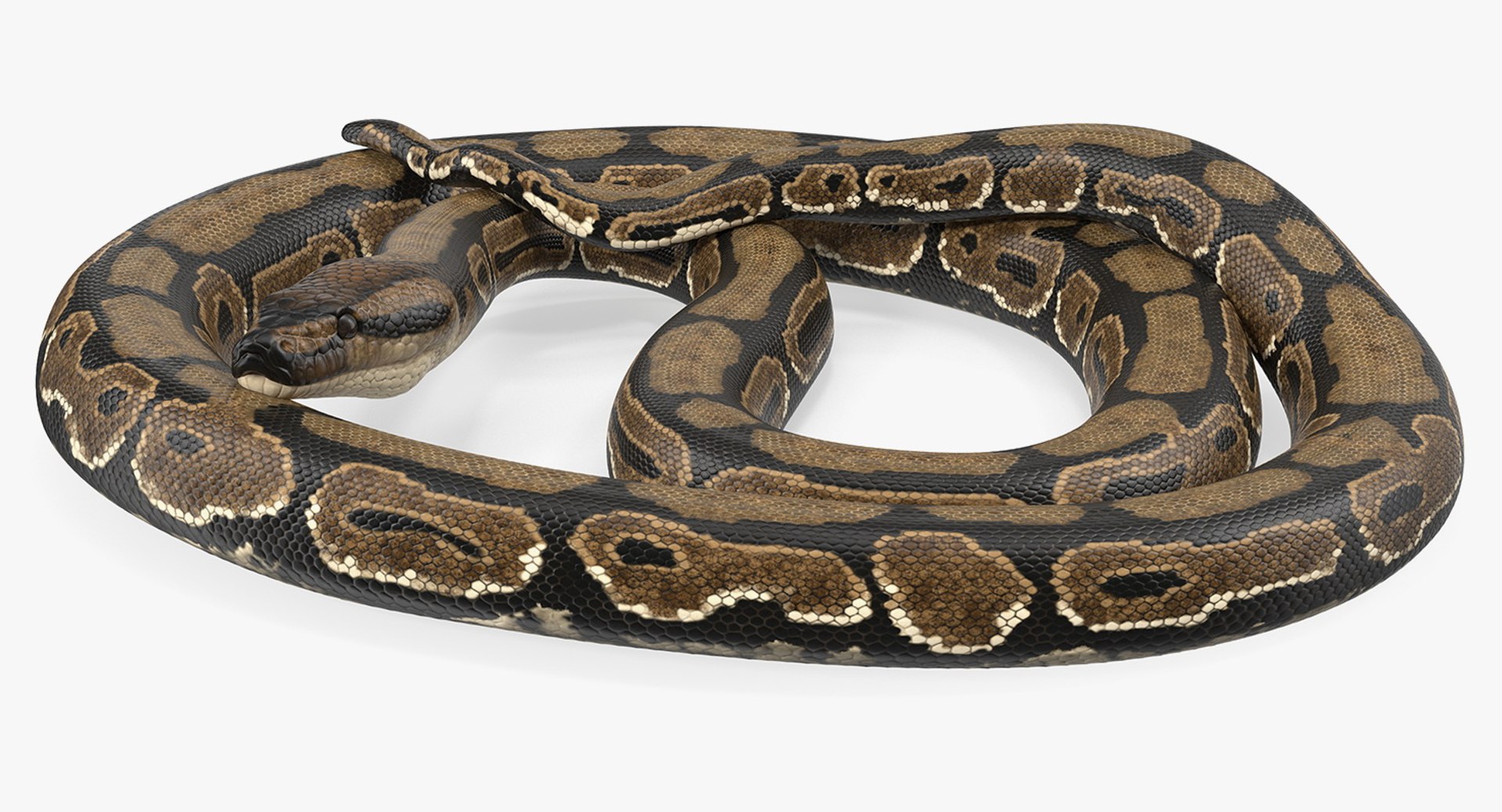 3D brown python snake curled model https://p.turbosquid.com/ts-thumb/wW/InOk74/um6rWqQT/brownpythonsnakecurledposec4dmodel005/jpg/1558816304/1920x1080/fit_q87/9bfb85930ec5d04ce0f1934421d5a0c5cc3af5fe/brownpythonsnakecurledposec4dmodel005.jpg