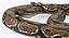 Brown Python Snake Curled pose