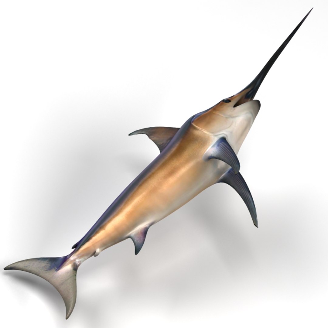 3ds max swordfish fish https://p.turbosquid.com/ts-thumb/wW/LCq2g8/L6mvXMHa/05/jpg/1398002274/1920x1080/fit_q87/e844b1213fa33d7bf3011aa2f0ce9196204c4311/05.jpg