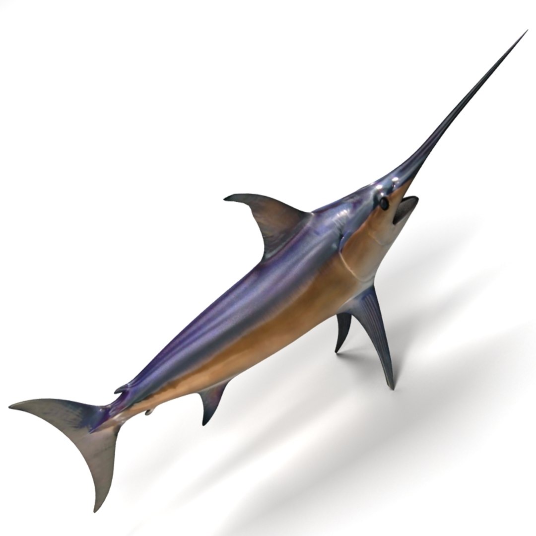 3ds max swordfish fish https://p.turbosquid.com/ts-thumb/wW/LCq2g8/ouDD5AGJ/02/jpg/1398002274/1920x1080/fit_q87/22fe1b5af0dee198e1fb5f9a01885614c4d08650/02.jpg