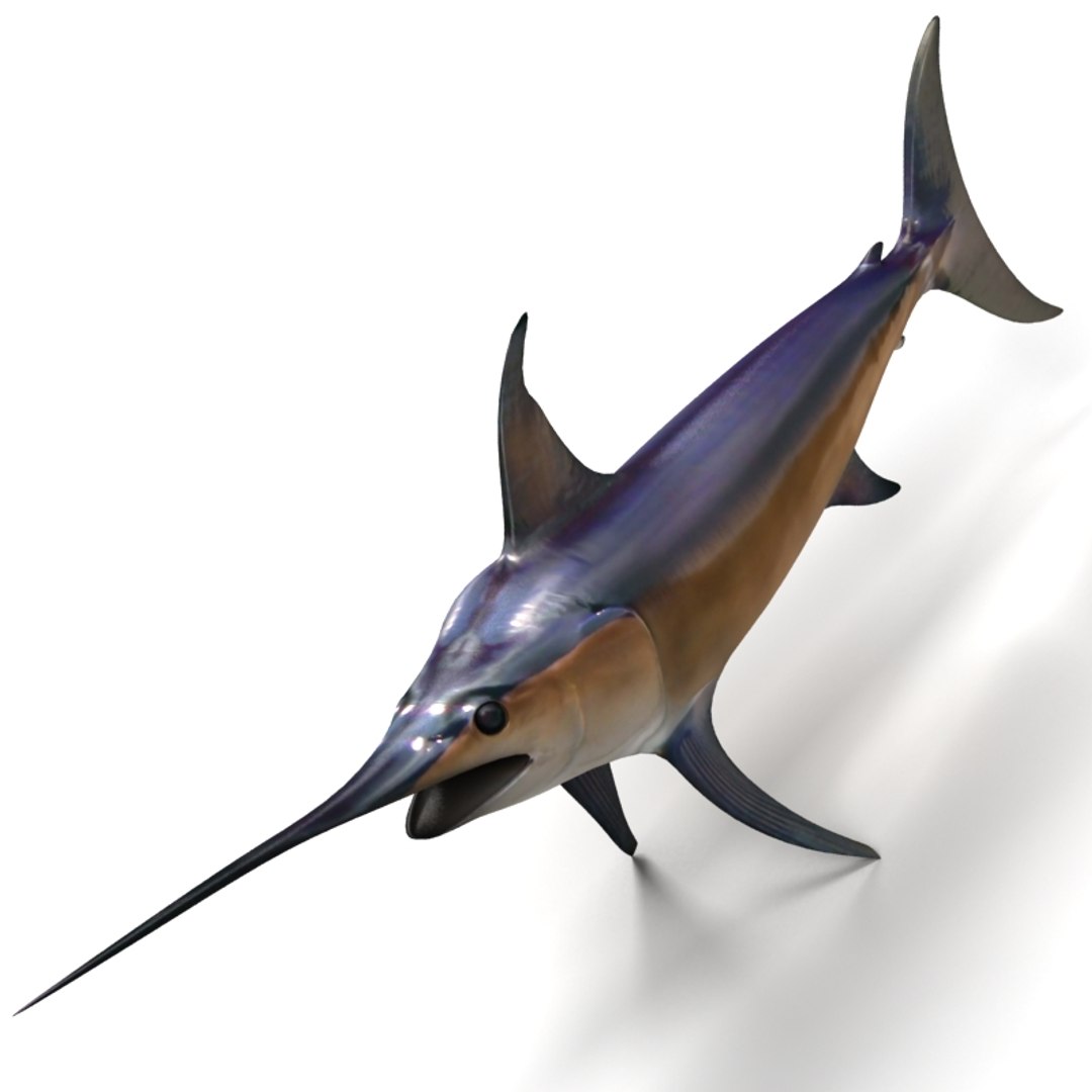 3ds max swordfish fish https://p.turbosquid.com/ts-thumb/wW/LCq2g8/rVHjs4j7/01/jpg/1398002274/1920x1080/fit_q87/c04d2a01355ae2c2d313f866dd9149daa2b380ff/01.jpg