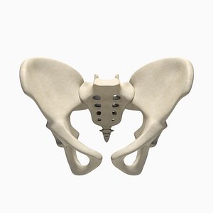 bone 3d model