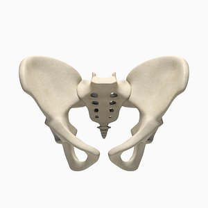 Pelvis