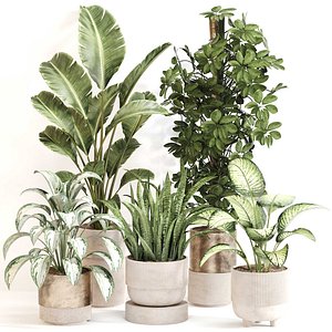 3D Indoor Plant Set 0115