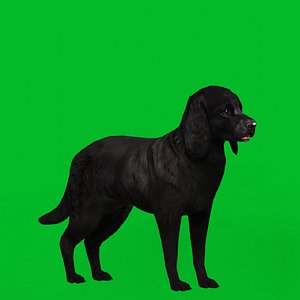 English Cocker Spaniel Dog