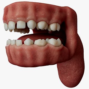 Baby Teeth Anatomy