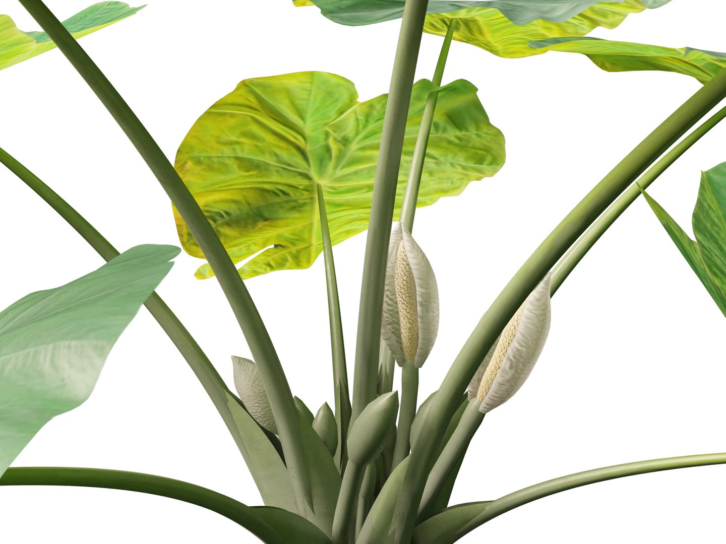 Colocasia gigantea - Giant Elephant Ear 3D model https://p.turbosquid.com/ts-thumb/wW/i7gmSh/0L/colocasia_gigantea0111/jpg/1776052276/1920x1080/fit_q87/2c58431e548e3e9c4cc93845bd356da556dae95b/colocasia_gigantea0111.jpg