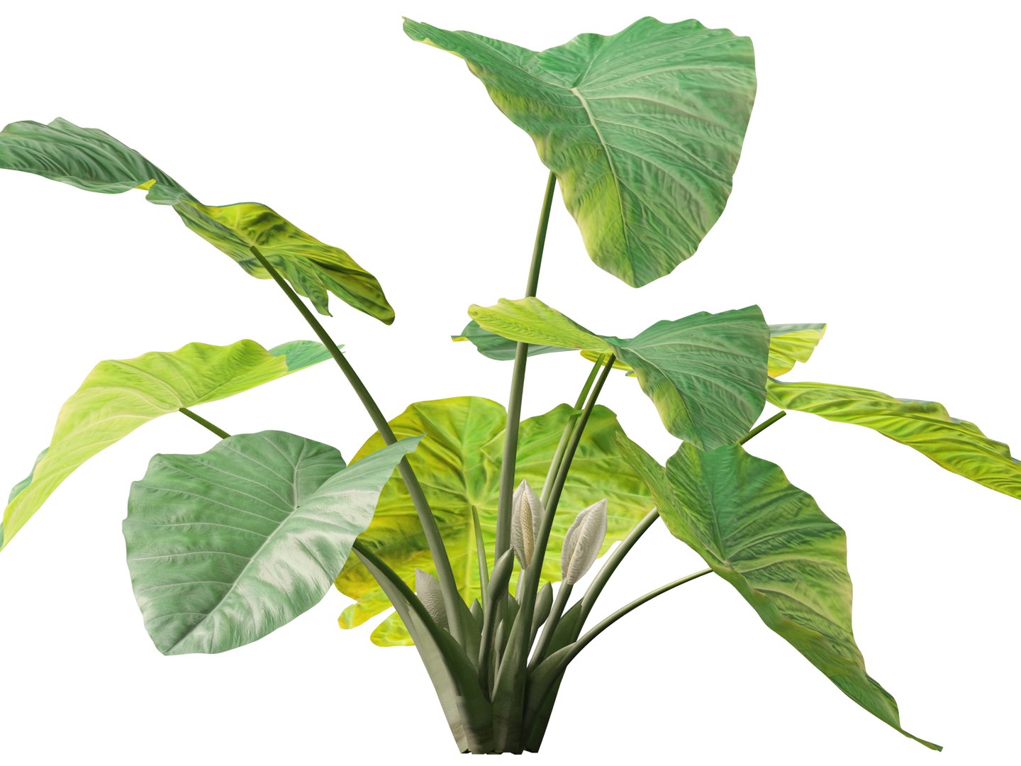 Colocasia gigantea - Giant Elephant Ear 3D model https://p.turbosquid.com/ts-thumb/wW/i7gmSh/5I/colocasia_gigantea019/jpg/1776052266/1920x1080/fit_q87/550b6cbf6b8dc04fb39951d0c6253e2f9736de4f/colocasia_gigantea019.jpg