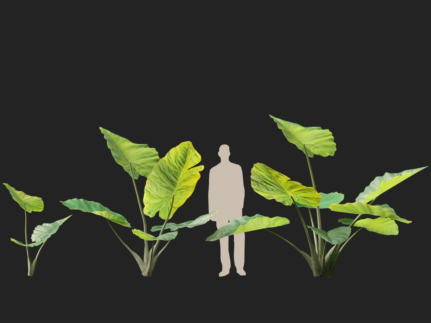 Colocasia gigantea - Giant Elephant Ear 3D model https://p.turbosquid.com/ts-thumb/wW/i7gmSh/Et/colocasia_gigantea014/jpg/1776052255/1920x1080/fit_q87/af55be55eef12ccd9b48abba8af60bdd3bdcbe25/colocasia_gigantea014.jpg