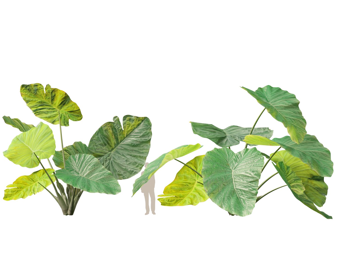 Colocasia gigantea - Giant Elephant Ear 3D model https://p.turbosquid.com/ts-thumb/wW/i7gmSh/cT/colocasia_gigantea017/jpg/1776052263/1920x1080/fit_q87/69dd0bd901f31a8bb915ca60704de6fd26699f7f/colocasia_gigantea017.jpg