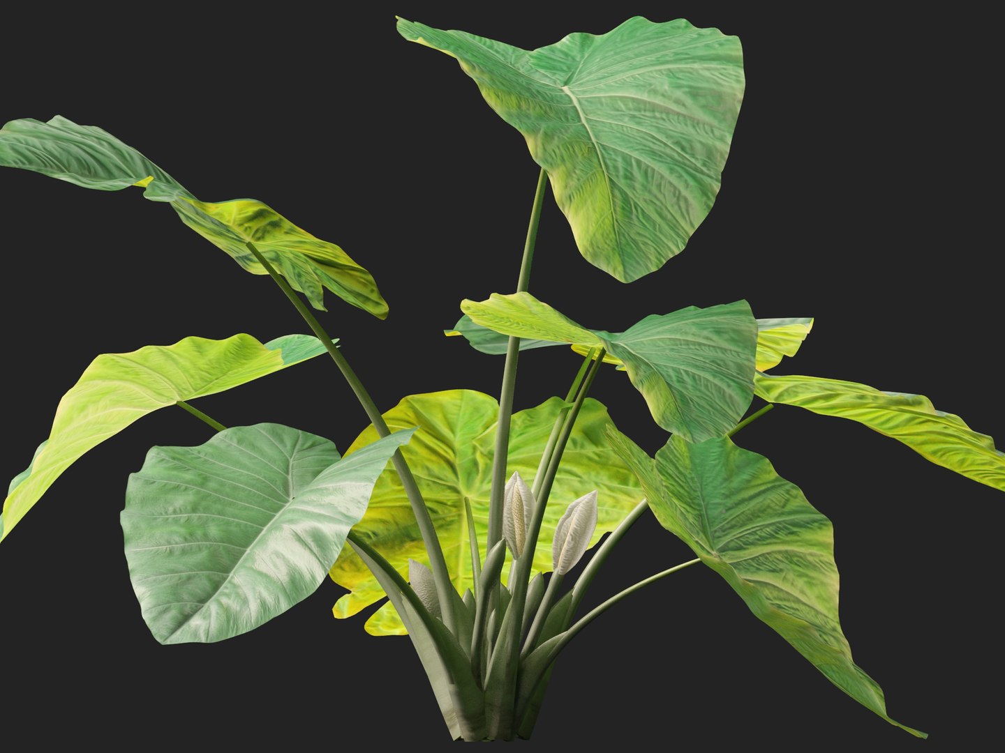 Colocasia gigantea - Giant Elephant Ear 3D model https://p.turbosquid.com/ts-thumb/wW/i7gmSh/ly/colocasia_gigantea0110/jpg/1776052273/1920x1080/fit_q87/3a44a6b715d5f9824dd9fca2cb401d7bb55b2c40/colocasia_gigantea0110.jpg