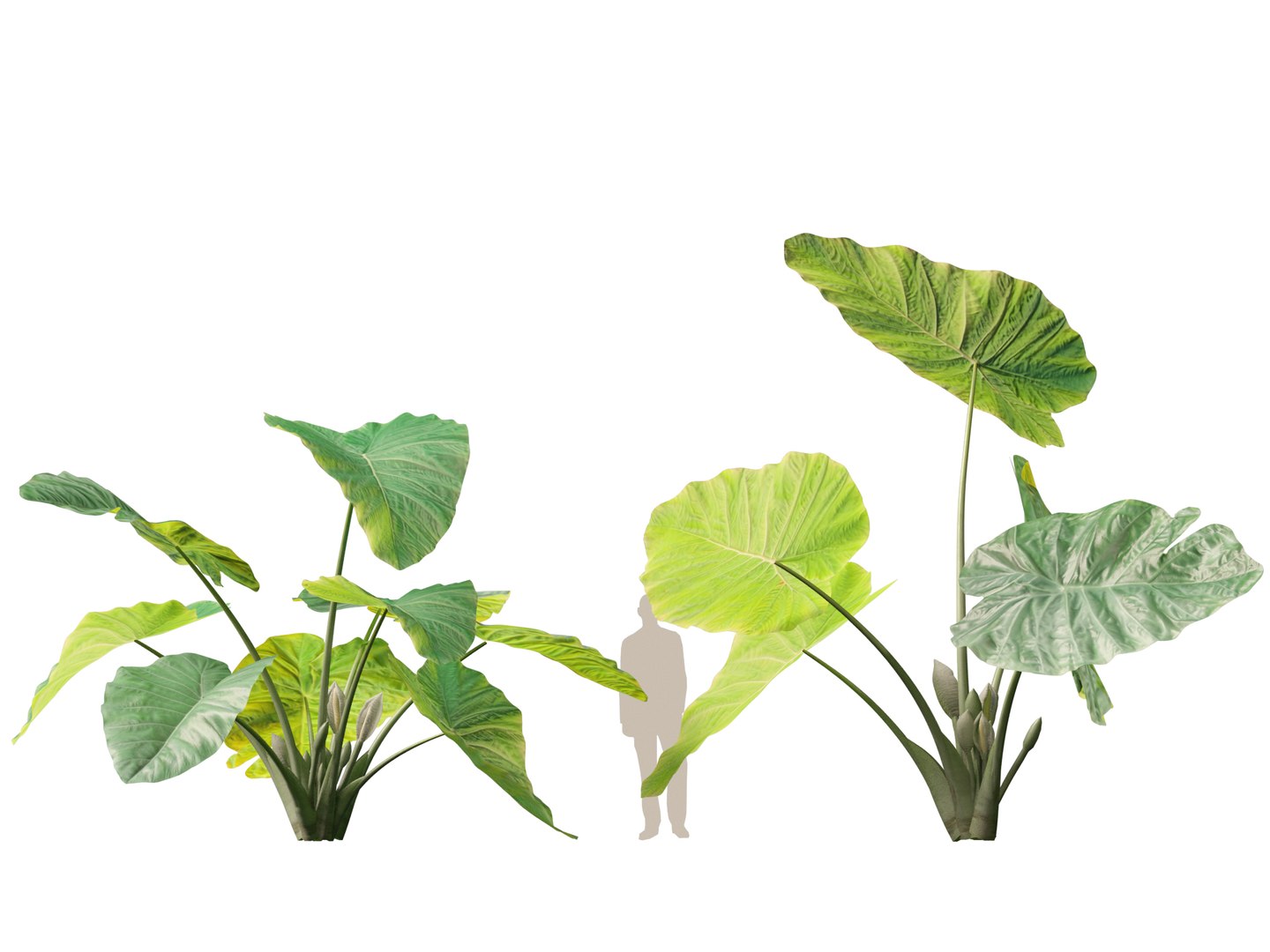 Colocasia gigantea - Giant Elephant Ear 3D model https://p.turbosquid.com/ts-thumb/wW/i7gmSh/pH/colocasia_gigantea015/jpg/1776052256/1920x1080/fit_q87/cfc1e80d6a758cf51b2ed198436341a4ffb703d7/colocasia_gigantea015.jpg