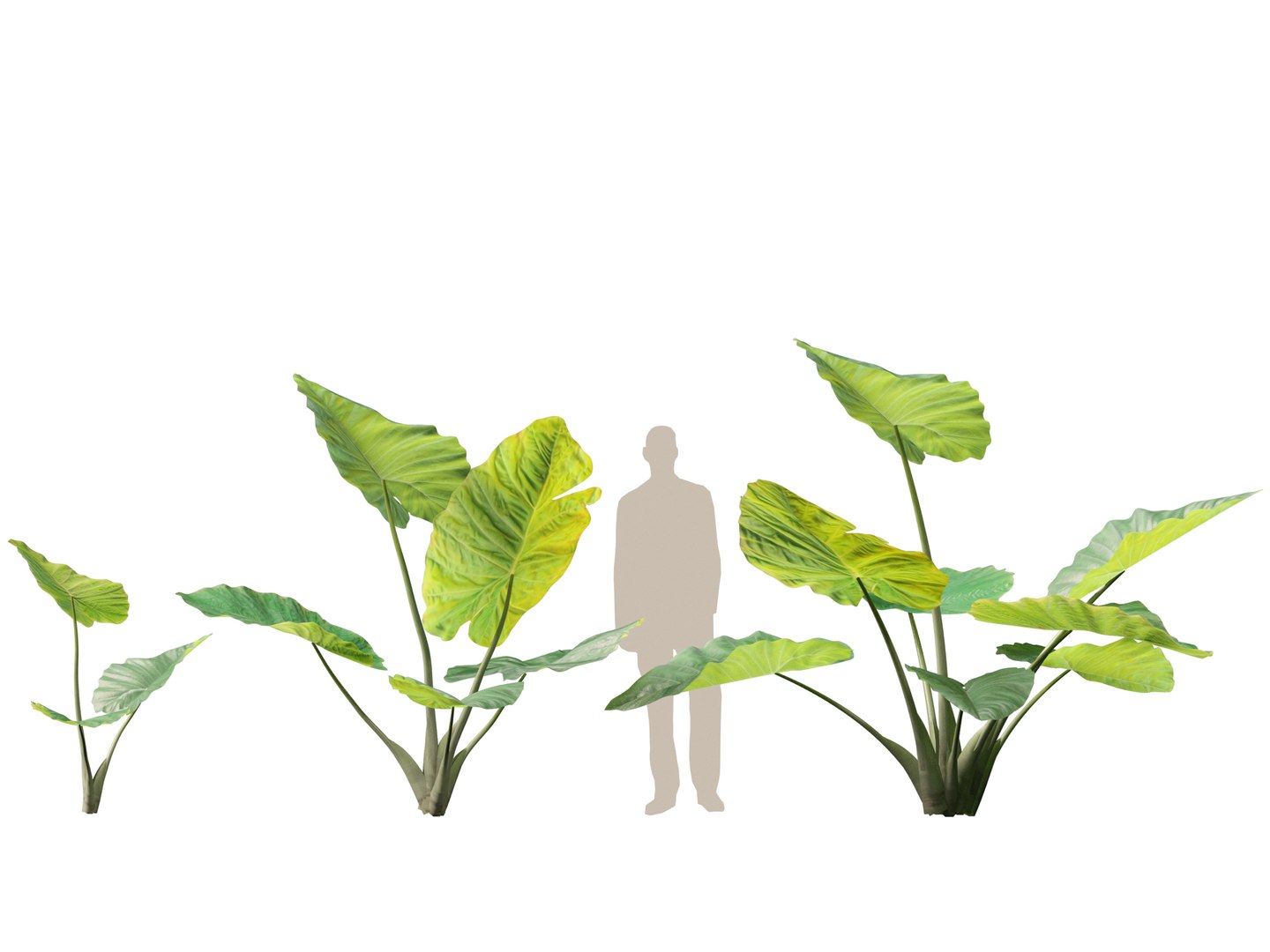 Colocasia gigantea - Giant Elephant Ear 3D model https://p.turbosquid.com/ts-thumb/wW/i7gmSh/ps/colocasia_gigantea013/jpg/1776052249/1920x1080/fit_q87/4ea676c2c20f4479bcc4f1d0be18e93dd9b08b49/colocasia_gigantea013.jpg