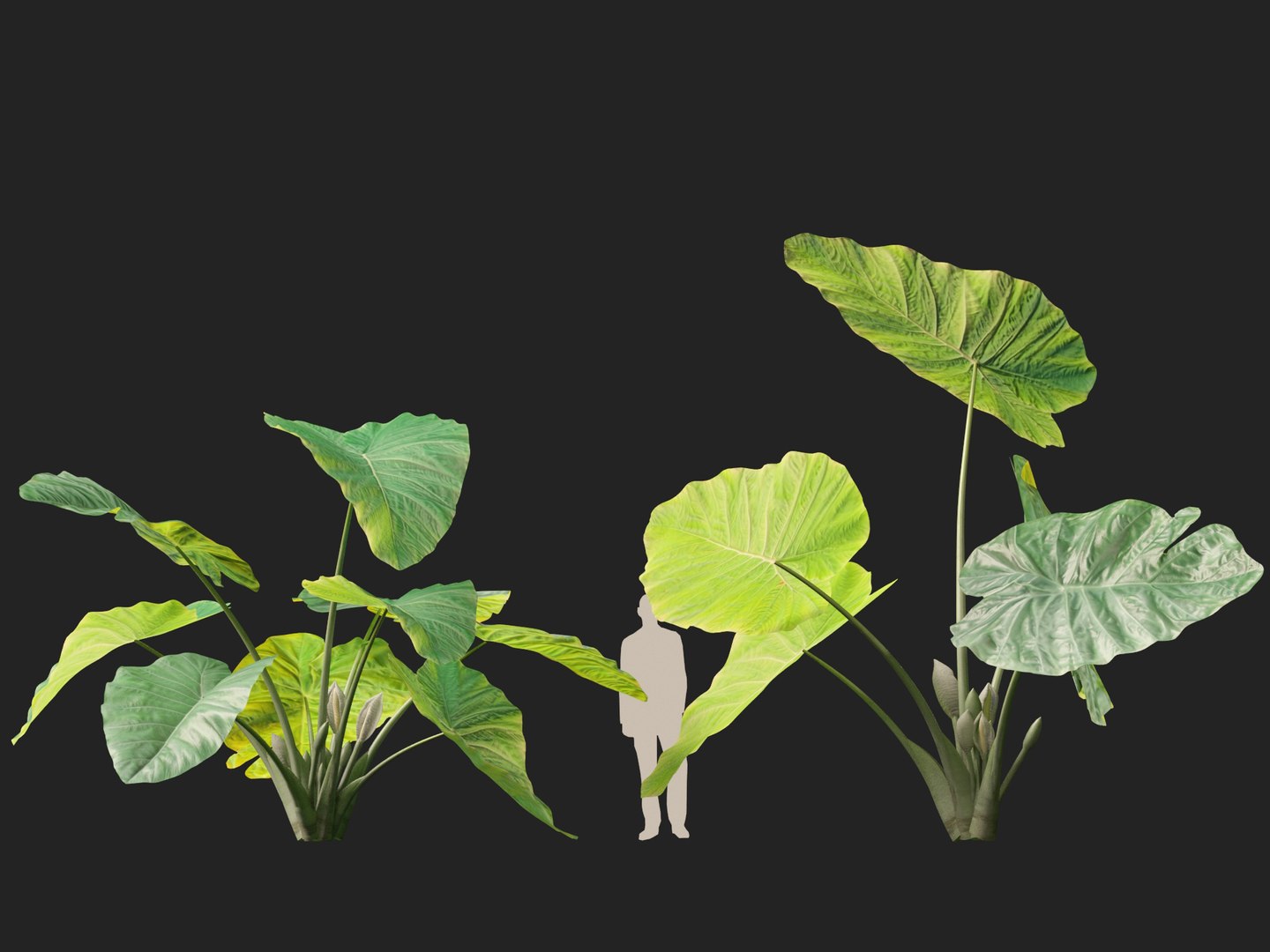 Colocasia gigantea - Giant Elephant Ear 3D model https://p.turbosquid.com/ts-thumb/wW/i7gmSh/vP/colocasia_gigantea016/jpg/1776052257/1920x1080/fit_q87/b2abc556f009b1d40aa7ade7af48f7adfc42e98a/colocasia_gigantea016.jpg