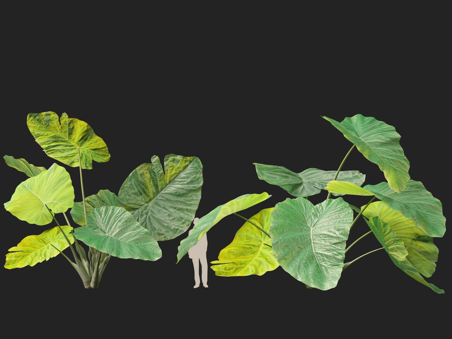Colocasia gigantea - Giant Elephant Ear 3D model https://p.turbosquid.com/ts-thumb/wW/i7gmSh/xQ/colocasia_gigantea018/jpg/1776052267/1920x1080/fit_q87/4eba6426f6d7ef249500544194e2a85f21db8c12/colocasia_gigantea018.jpg