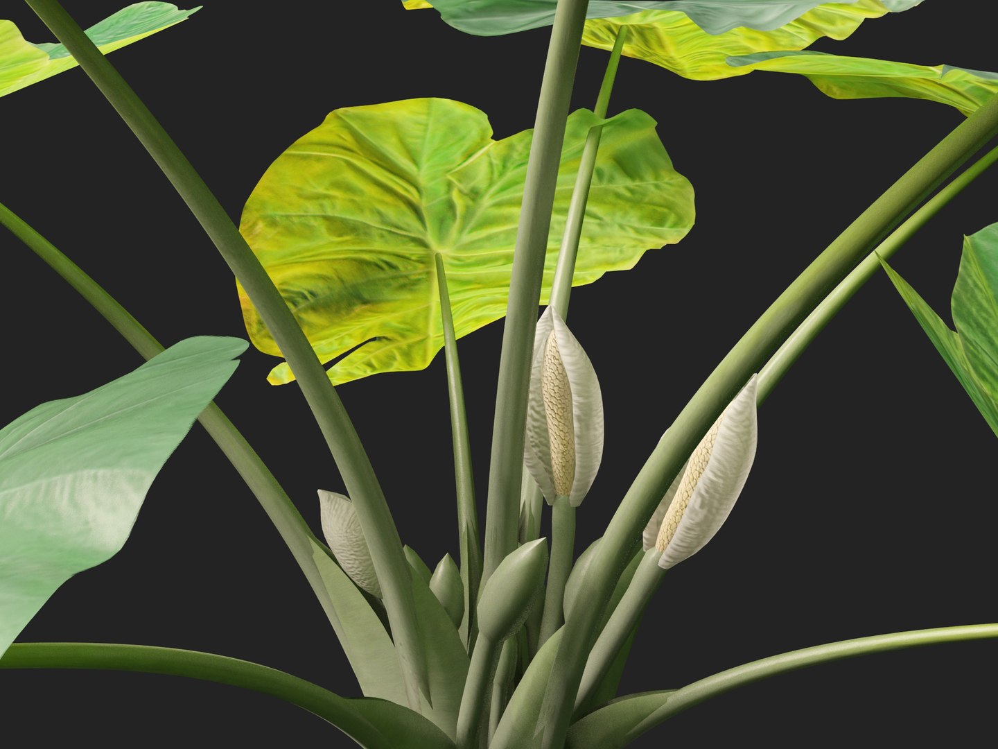 Colocasia gigantea - Giant Elephant Ear 3D model https://p.turbosquid.com/ts-thumb/wW/i7gmSh/yd/colocasia_gigantea0112/jpg/1776052280/1920x1080/fit_q87/872ceaf803ab95391809f5e809c30fb88e00b139/colocasia_gigantea0112.jpg