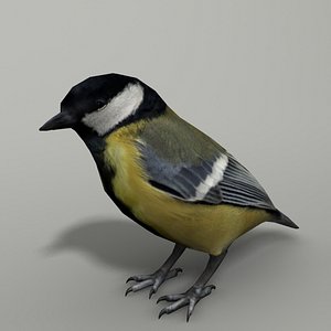 3d model tomtit tit yellow