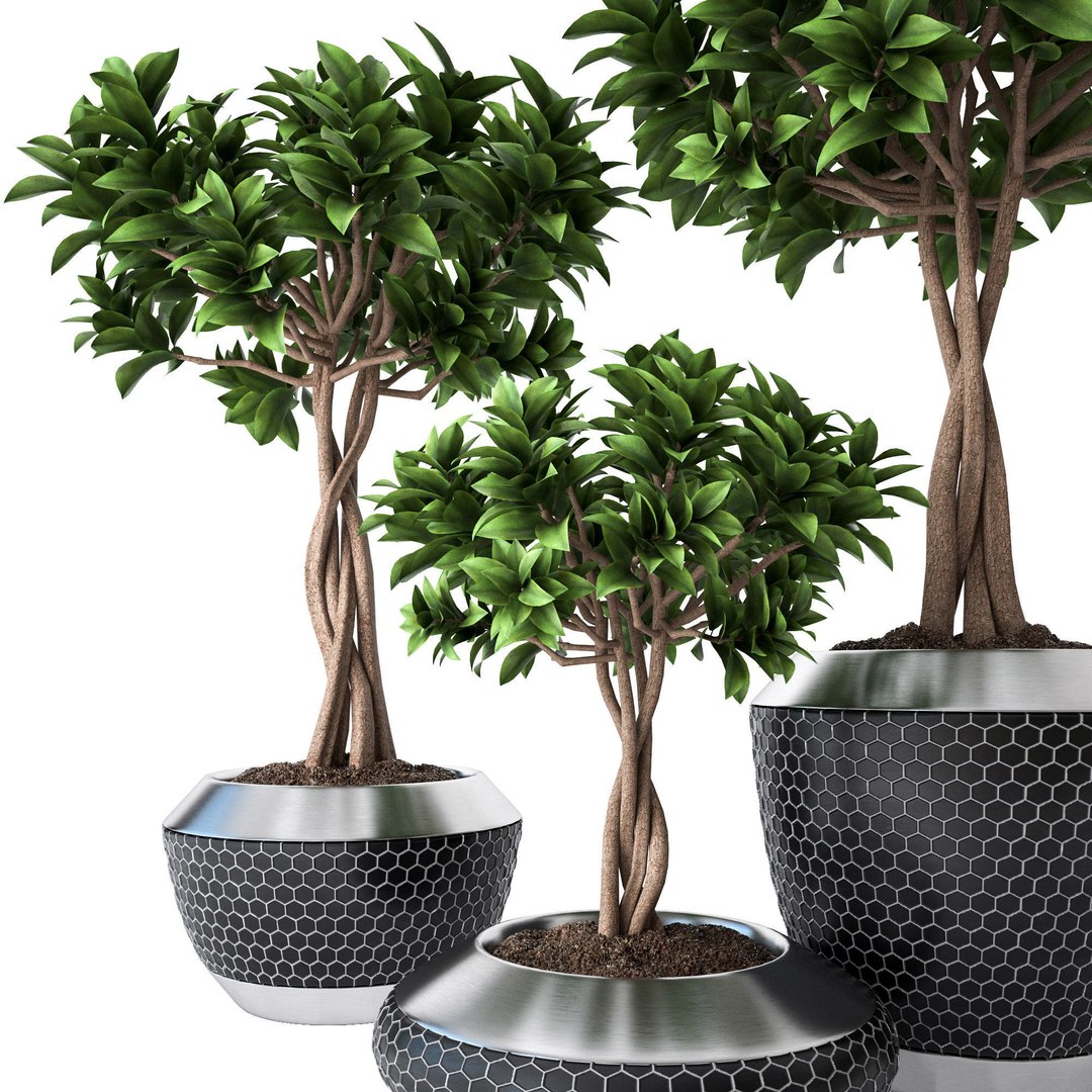 Set Ficus Microcarpa 3D Model - TurboSquid 1422130