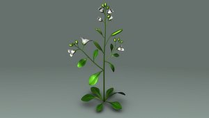 Gibberella