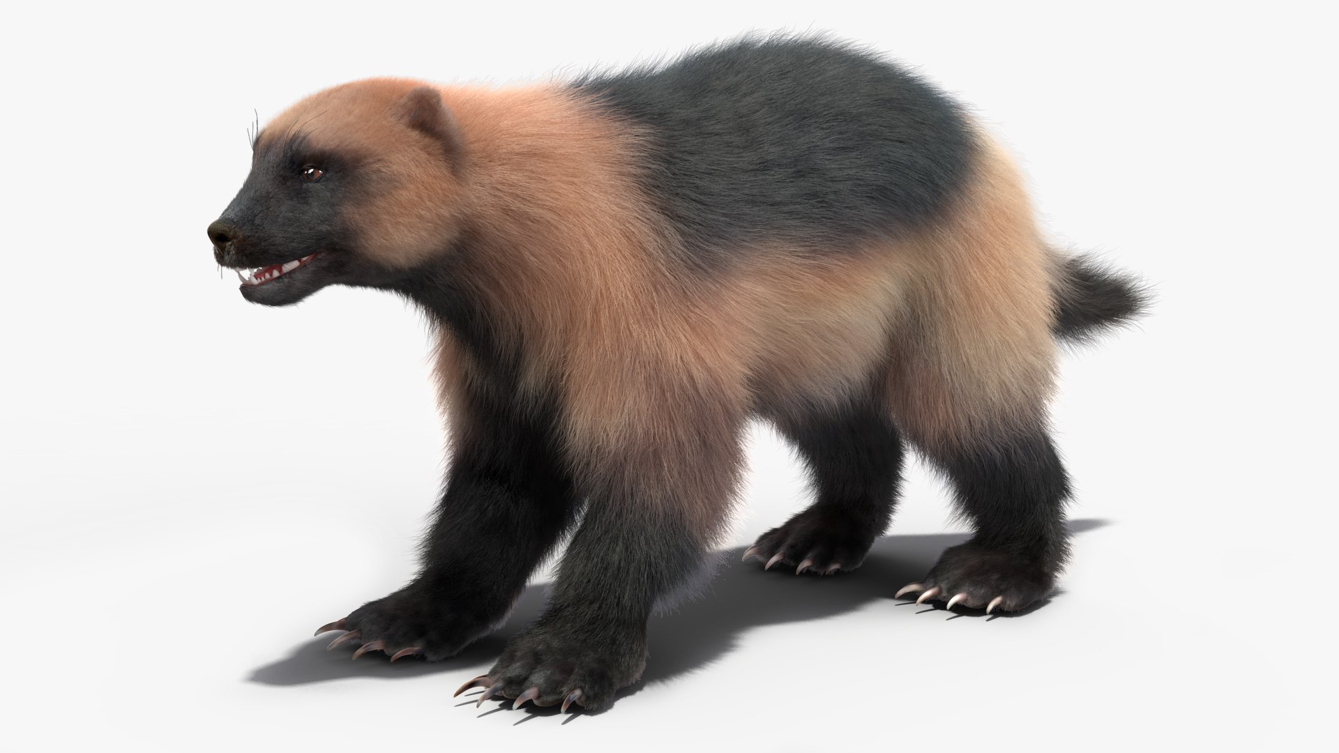 Wolverine Light Color Fur Model - TurboSquid 2156957