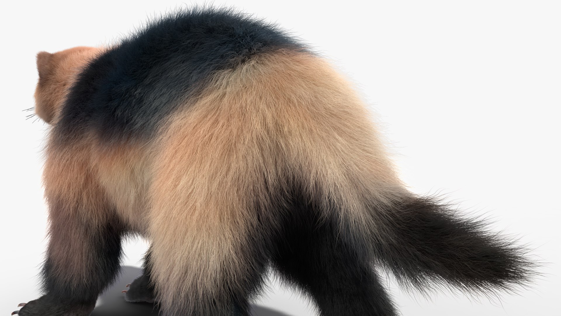 Wolverine Light Color Fur model - TurboSquid 2156957