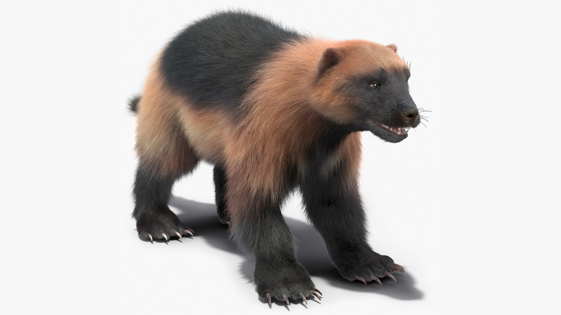 Wolverine Light Color Fur model - TurboSquid 2156957