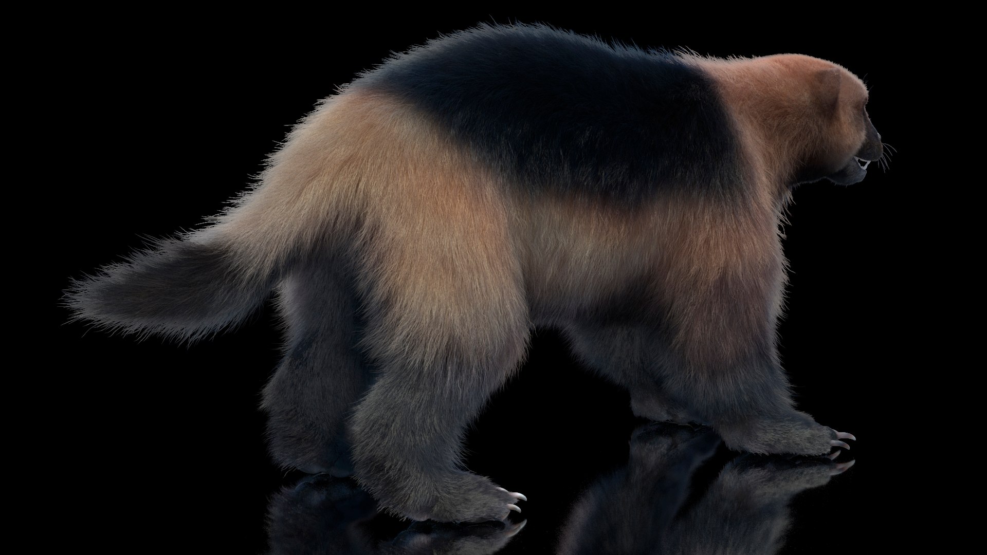 Wolverine Light Color Fur Model - TurboSquid 2156957